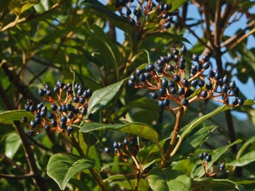 Viburnaceae