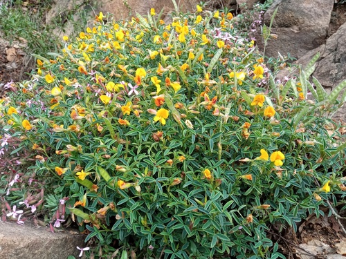 Argyrolobe de Linné