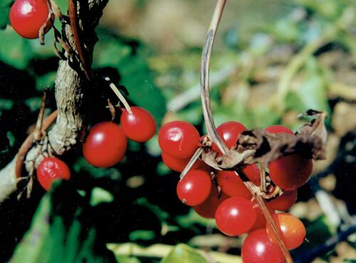 Dioscoreaceae