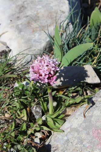 Caprifoliaceae
