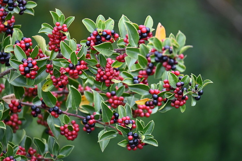 Rhamnaceae