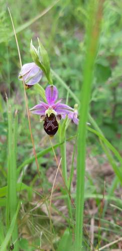 Ophrys bécasses et apparentés