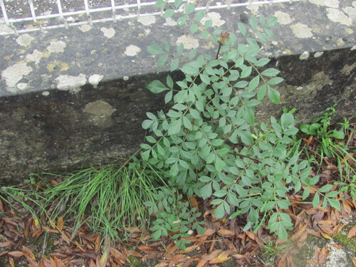Frêne à feuilles étroites