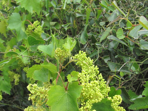 Smilacaceae