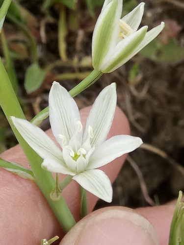 Ornithogale de Narbonne