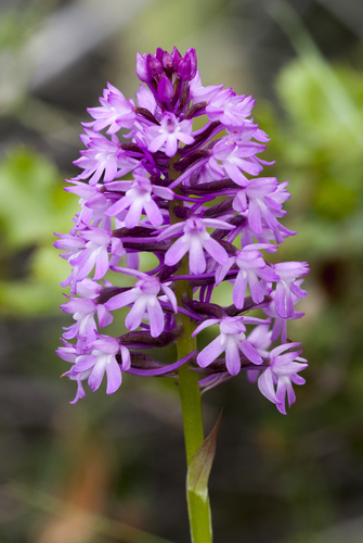 Orchis pyramidal