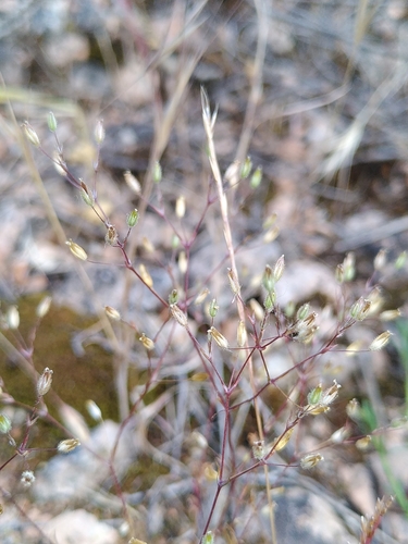 Minuartie à petites feuilles