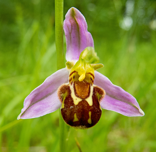 Ophrys abeille