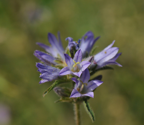 Campanulaceae