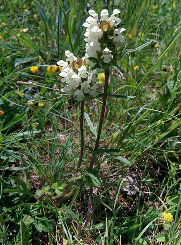 Brunelle blanche