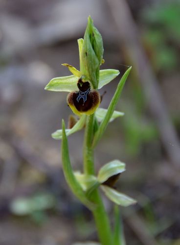 Ophrys de Marseille