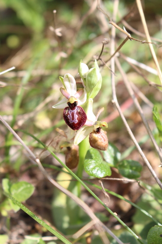 Ophrys en forme d'araignée