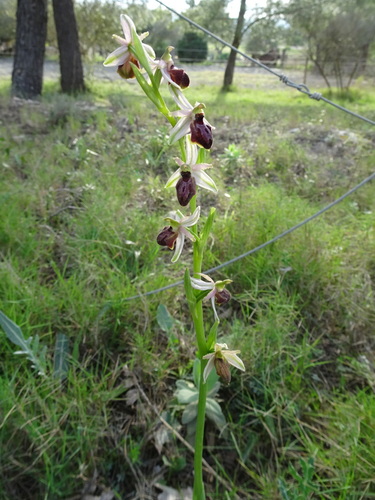 Ophrys de mars