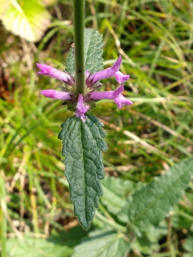Épiaire officinale